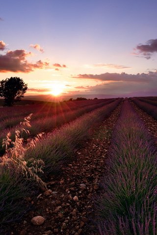 Обои цветы, закат, поле, лаванда, flowers, sunset, field, lavender разрешение 1920x1080 Загрузить