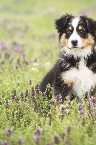 Обои цветы, поле, собака, луг, щенок, австралийская овчарка, аусси, flowers, field, dog, meadow, puppy, australian shepherd, aussie разрешение 2048x1152 Загрузить