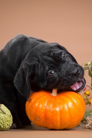 Обои черный, щенок, тыква, кане-корсо, шалун, грызет, black, puppy, pumpkin, cane corso, naughty, nibbles разрешение 3600x2236 Загрузить