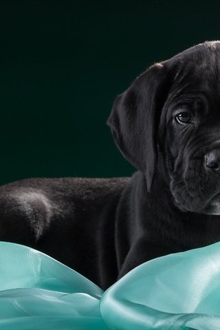 Обои черный, щенок, ткань, кане-корсо, black, puppy, fabric, cane corso разрешение 3000x1903 Загрузить