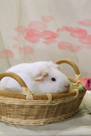 Обои цветы, розы, пара, корзина, грызуны, морские свинки, flowers, roses, pair, basket, rodents, guinea pigs разрешение 2000x1284 Загрузить