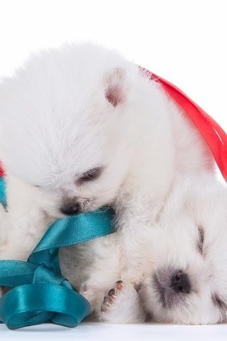 Обои парочка, щенки, бант, дуэт, шпиц, a couple, puppies, bow, duo, spitz разрешение 3500x2210 Загрузить