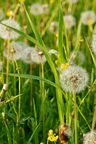 Обои трава, лето, пушистый, луг, одуванчики, grass, summer, fluffy, meadow, dandelions разрешение 3000x1899 Загрузить