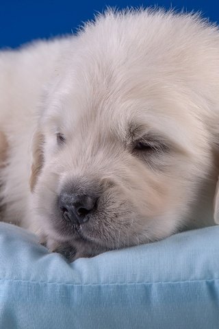 Обои щенок, малыш, подушка, милый, золотистый ретривер, puppy, baby, pillow, cute, golden retriever разрешение 3600x1976 Загрузить