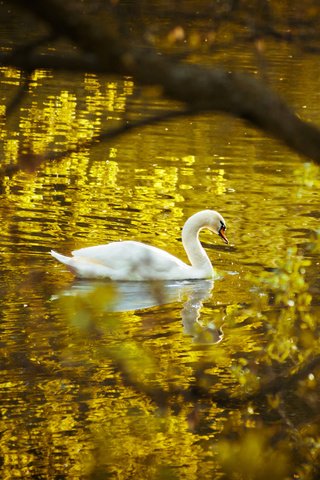 Обои озеро, природа, отражение, птица, лебедь, белый лебедь, лебедь-шипун, lake, nature, reflection, bird, swan, white swan разрешение 2874x1916 Загрузить