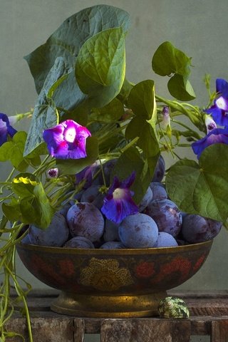 Обои текстура, сливы, вьюнок, ипомея, texture, plum, bindweed, morning glory разрешение 1920x1246 Загрузить