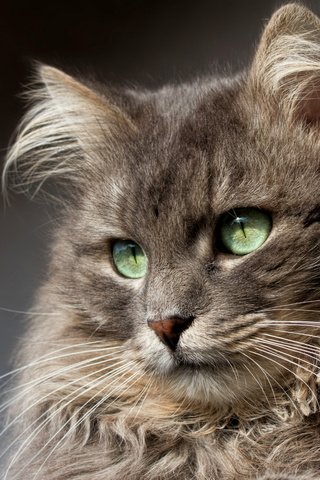 Обои портрет, кот, взгляд, portrait, cat, look разрешение 1920x1341 Загрузить