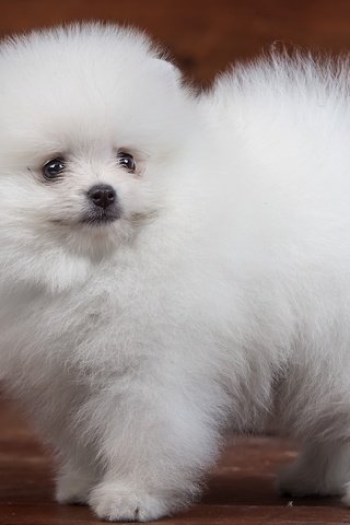 Обои пушистый, белый, щенок, милый, шпиц, fluffy, white, puppy, cute, spitz разрешение 4000x2523 Загрузить