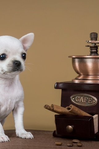 Обои корица, собака, щенок, кофемолка, чихуахуа, cinnamon, dog, puppy, coffee grinder, chihuahua разрешение 2400x1560 Загрузить