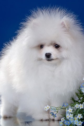 Обои цветы, пушистый, белый, щенок, шпиц, flowers, fluffy, white, puppy, spitz разрешение 2400x1507 Загрузить