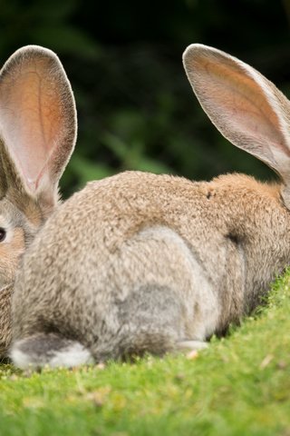 Обои трава, пара, кролики, grass, pair, rabbits разрешение 5184x3456 Загрузить