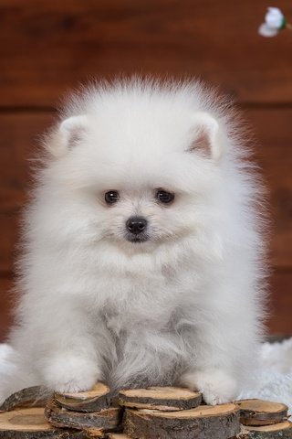 Обои пушистый, белый, щенок, шпиц, fluffy, white, puppy, spitz разрешение 4000x2604 Загрузить