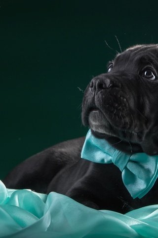 Обои бабочка, черный, щенок, ткань, кане-корсо, butterfly, black, puppy, fabric, cane corso разрешение 3000x1874 Загрузить