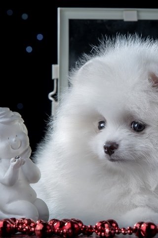 Обои белый, статуэтка, щенок, ангел, милый, шпиц, white, figurine, puppy, angel, cute, spitz разрешение 3600x2301 Загрузить