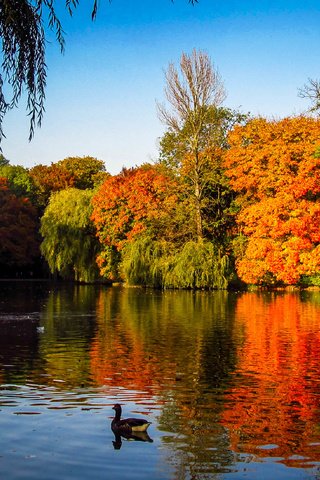 Обои деревья, озеро, осень, утки, индия, осен, trees, lake, autumn, duck, india разрешение 3902x2195 Загрузить