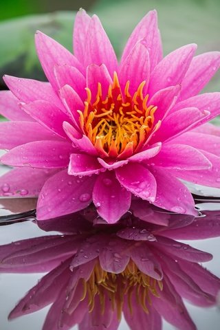 Обои вода, отражение, розовая, нимфея, водяная лилия, water, reflection, pink, nymphaeum, water lily разрешение 2048x1350 Загрузить