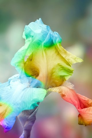 Обои цветок, радуга, ирис, радужный ирис, flower of iris, flower, rainbow, iris, rainbow iris разрешение 2048x1365 Загрузить