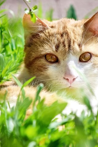 Обои трава, кот, взгляд, желтоглазый, grass, cat, look, yellow eyes разрешение 2100x1376 Загрузить