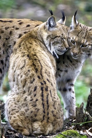 Обои рысь, пара, чувства, рыси, lynx, pair, feelings разрешение 2400x1598 Загрузить