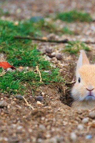 Обои трава, кролик, заяц, нора, grass, rabbit, hare, nora разрешение 1920x1080 Загрузить