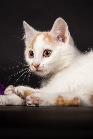 Обои кошка, котенок, белый, темный фон, игра, мишура, cat, kitty, white, the dark background, the game, tinsel разрешение 2048x1152 Загрузить