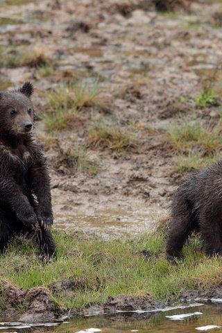 Обои природа, фон, медведи, nature, background, bears разрешение 3600x2025 Загрузить