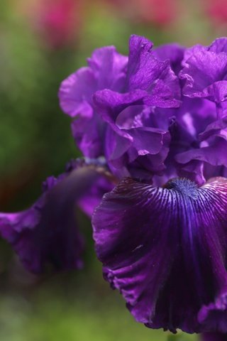 Обои макро, цветок, фиолетовый, ирис, macro, flower, purple, iris разрешение 3000x2000 Загрузить