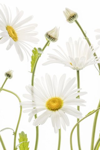 Обои природа, лепестки, ромашки, стебель, nature, petals, chamomile, stem разрешение 2048x1368 Загрузить