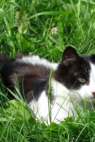 Обои трава, кошка, взгляд, уши, пёстрая, grass, cat, look, ears, motley разрешение 5184x3888 Загрузить