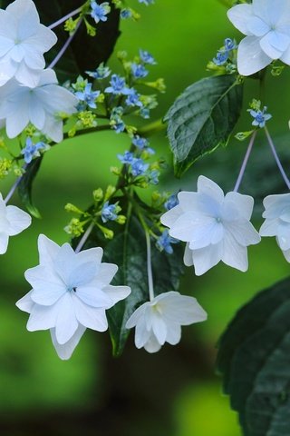 Обои макро, цветки, гортензия, macro, flowers, hydrangea разрешение 2048x1365 Загрузить