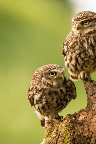 Обои птицы, парочка, коряга, совы, сыч, домовый сыч, сычи, birds, a couple, snag, owls, owl, the little owl разрешение 2048x1338 Загрузить