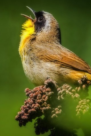 Обои природа, птица, клюв, перья, масковый певун, певун, nature, bird, beak, feathers, masked singer, songster разрешение 2560x1591 Загрузить