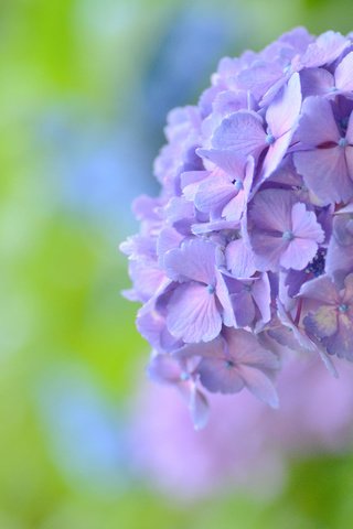 Обои макро, фон, цветок, боке, соцветие, гортензия, macro, background, flower, bokeh, inflorescence, hydrangea разрешение 2048x1356 Загрузить