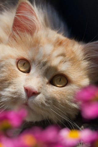 Обои цветы, кот, взгляд, flowers, cat, look разрешение 2048x1536 Загрузить