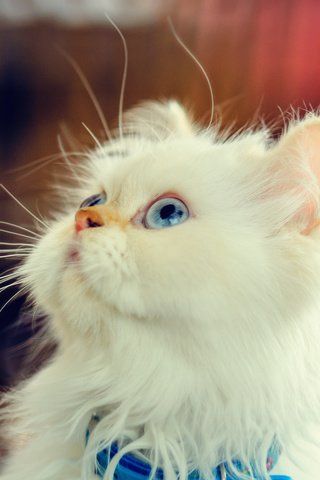 Обои мордочка, взгляд, котенок, пушистый, белый, muzzle, look, kitty, fluffy, white разрешение 1980x1320 Загрузить