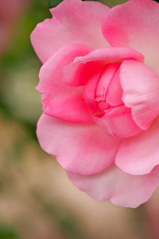 Обои макро, роза, лепестки, бутон, розовая, боке, macro, rose, petals, bud, pink, bokeh разрешение 4608x3456 Загрузить