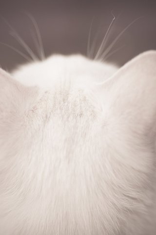 Обои кот, шерсть, белый, cat, wool, white разрешение 2048x1365 Загрузить