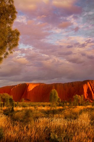 Обои деревья, скалы, австралия, улуру, северные территории, trees, rocks, australia, uluru, northern territory разрешение 2048x1365 Загрузить