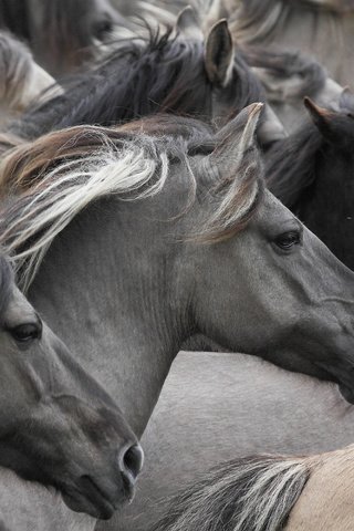 Обои лошади, кони, табун, морды, дикие лошади, horse, horses, the herd, muzzle, wild horses разрешение 3000x2000 Загрузить