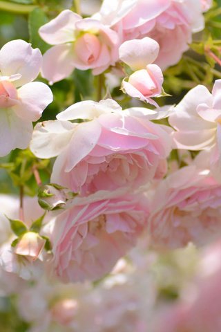 Обои макро, розы, лепестки, бутончики, macro, roses, petals, buds разрешение 2048x1356 Загрузить