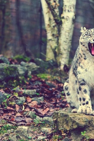 Обои кот, сидит, мама, снежный барс, ирбис, looking, rock download, cat, sitting, mom, snow leopard, irbis разрешение 2200x1467 Загрузить