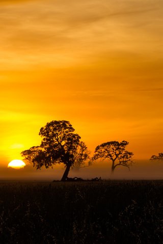 Обои деревья, солнце, закат, саванна, trees, the sun, sunset, savannah разрешение 2048x1144 Загрузить