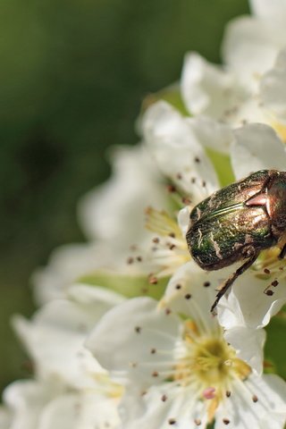 Обои цветы, жук, макро, насекомое, бронзовка золотистая, flowers, beetle, macro, insect, brantovka golden разрешение 4316x2427 Загрузить