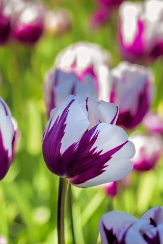 Обои макро, тюльпаны, пестрый, macro, tulips, motley разрешение 1920x1279 Загрузить
