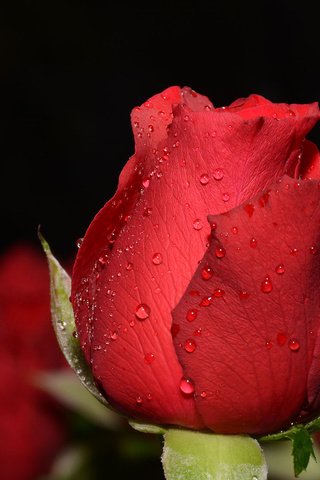 Обои макро, фон, капли, роза, красная, бутон, боке, macro, background, drops, rose, red, bud, bokeh разрешение 2000x1333 Загрузить
