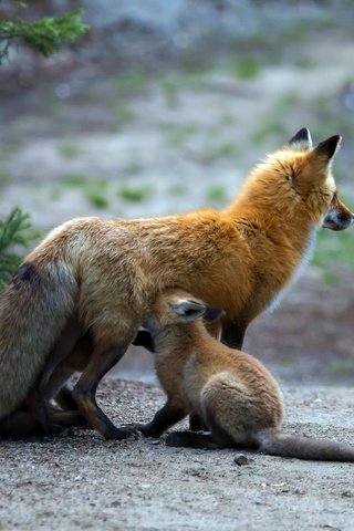 Обои природа, фон, лиса, детеныш, лисенок, лисы, nature, background, fox, cub разрешение 2048x1404 Загрузить