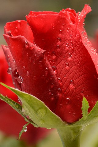 Обои макро, капли, роза, красная, бутон, боке, macro, drops, rose, red, bud, bokeh разрешение 2000x1333 Загрузить