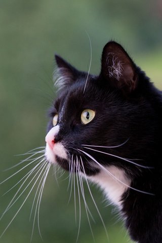 Обои кот, усы, профиль, кошачий взгляд, cat, mustache, profile, feline sight разрешение 2048x1365 Загрузить