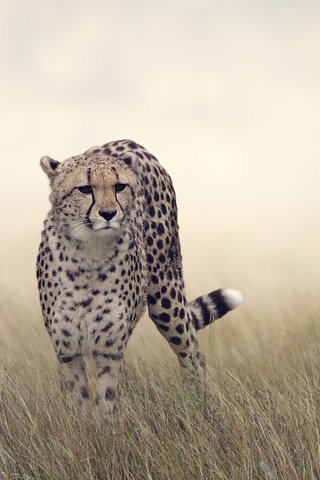 Обои трава, гепард, боке, grass, cheetah, bokeh разрешение 4000x3000 Загрузить