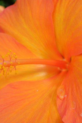 Обои желтый, макро, цветок, капли, гибискус, yellow, macro, flower, drops, hibiscus разрешение 4000x3000 Загрузить